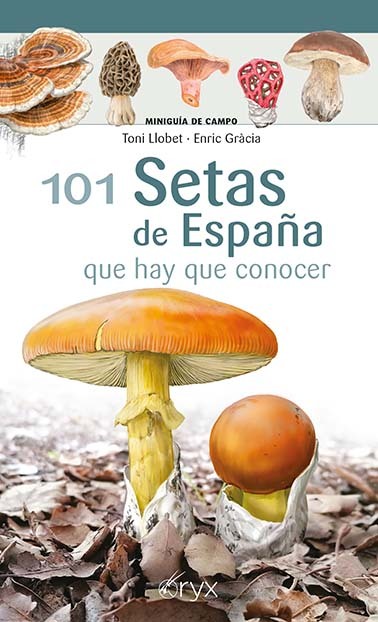 101 Setas de España: portada