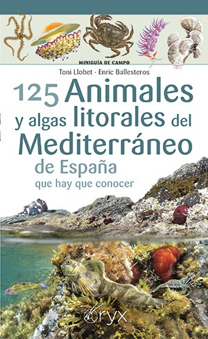 125 Animales y algas litorales del Mediterráneo de España que hay que conocer